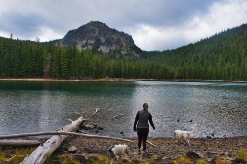 A person walks by a serene lake surrounded by trees and mountains, accompanied by two dogs.