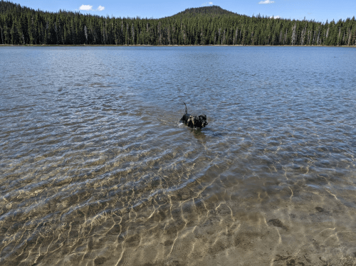 A dog wades through shallow water at a serene lake, surrounded by trees and mountains under a clear blue sky.