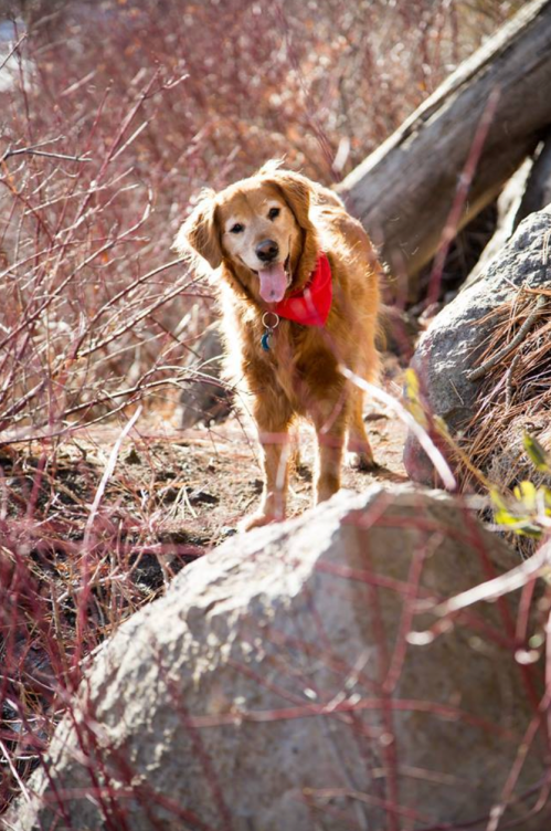 A golden retriever wearing a red bandana stands on a rock surrounded by dry bushes and trees.