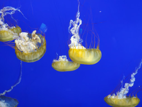A group of yellow jellyfish gracefully swimming in a vibrant blue ocean.