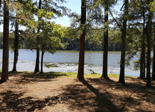A serene lakeside view framed by tall trees, with calm water and a clear blue sky in the background.