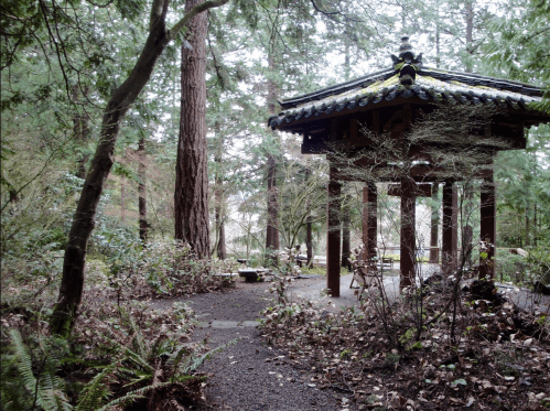 A serene forest scene featuring a small gazebo surrounded by lush greenery and tall trees.