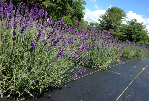 A vibrant field of blooming lavender plants under a clear blue sky, with lush greenery in the background.