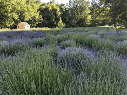 A field of lavender with green grass and trees, featuring a small shed in the background.