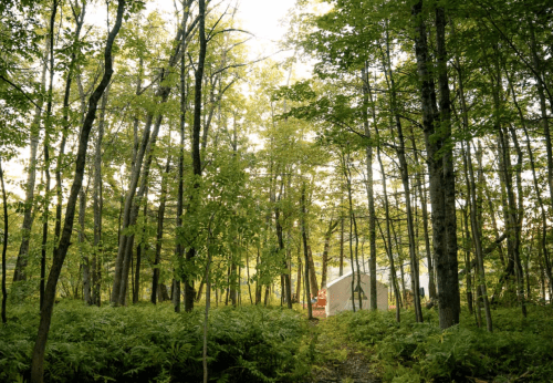 A serene forest scene with tall trees and lush greenery, featuring a cabin partially visible in the background.