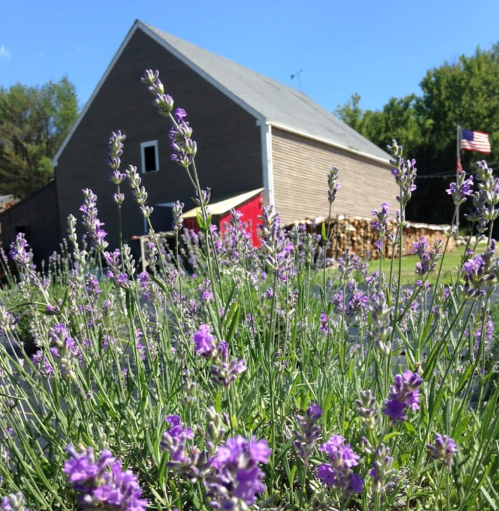 A field of lavender in the foreground with a barn and American flag in the background under a clear blue sky.