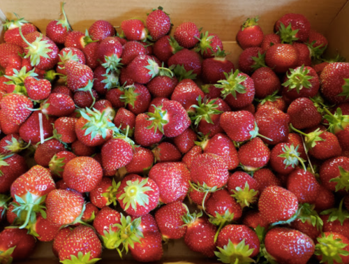 A close-up of a box filled with fresh, vibrant red strawberries with green leaves.