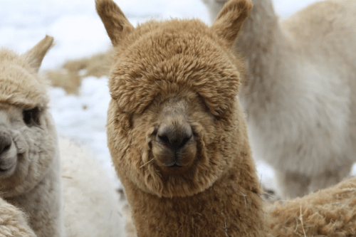 A close-up of a fluffy brown alpaca with a soft expression, surrounded by other alpacas in a snowy setting.