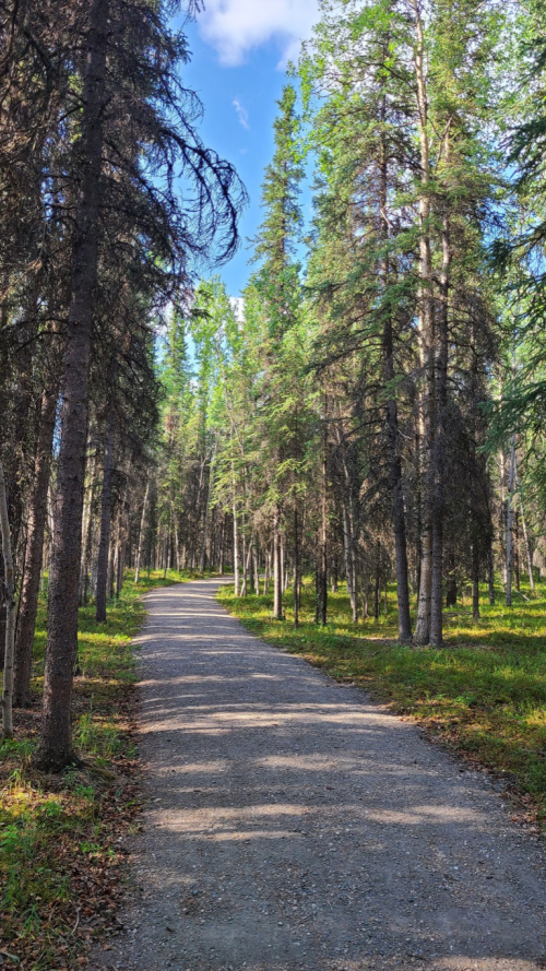 A gravel path winds through a lush forest of tall trees under a clear blue sky.