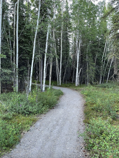 A winding gravel path through a lush green forest with tall trees on either side.