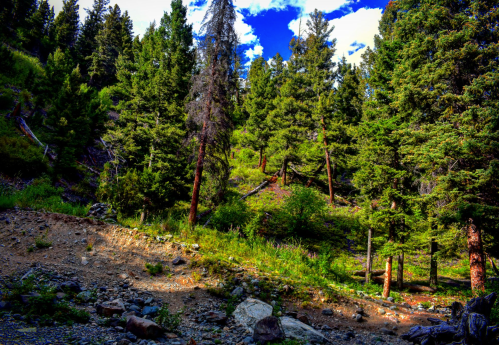 Lush green forest with tall trees and rocky ground under a bright blue sky with scattered clouds.