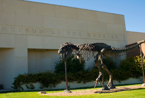 A dinosaur skeleton stands outside the Museum of the Rockies, with the museum's name visible on the building.