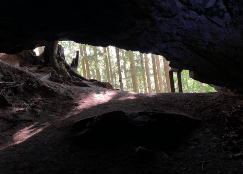 View from inside a cave, showing a forest with sunlight filtering through the entrance and trees in the background.