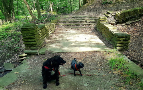Two dogs on a dirt path in a wooded area, with stone steps and greenery surrounding them.