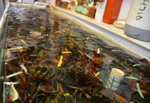 A tank filled with live lobsters, submerged in water with colorful tags and a few containers visible in the background.
