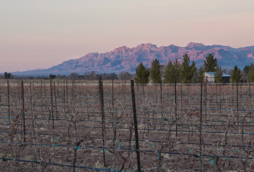 Vineyard rows stretch towards mountains at sunset, with a soft pink sky and sparse trees in the background.