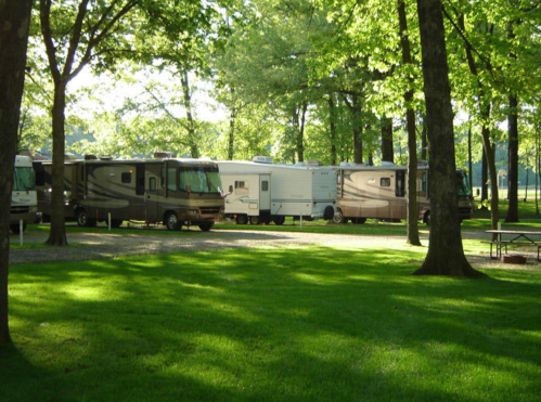 A row of RVs parked among lush green trees in a sunny campground setting.