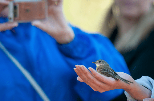 A small bird perched on a person's hand, while another person takes a photo with a smartphone.