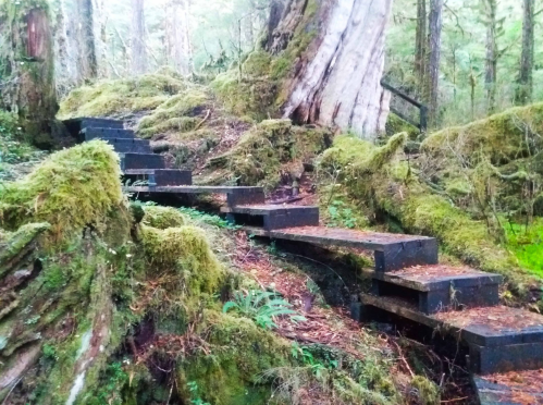A moss-covered staircase winds through a lush, green forest, surrounded by trees and foliage.