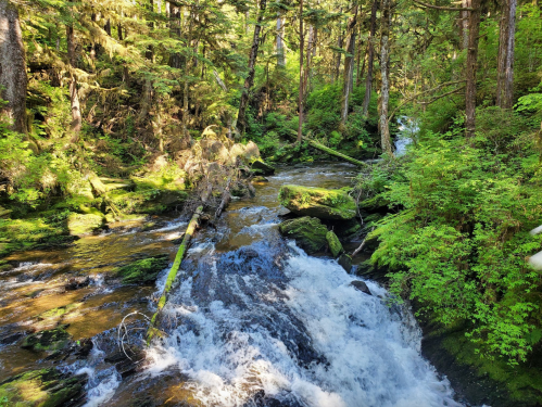 A serene forest scene featuring a flowing stream surrounded by lush green trees and moss-covered rocks.