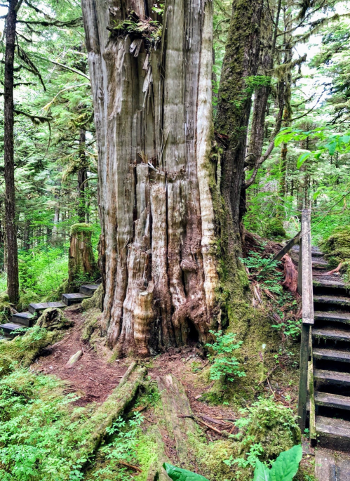 A large, ancient tree surrounded by lush greenery, with wooden steps leading up nearby.