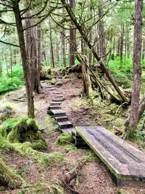 A serene forest path with wooden steps and a bridge, surrounded by lush greenery and moss-covered trees.