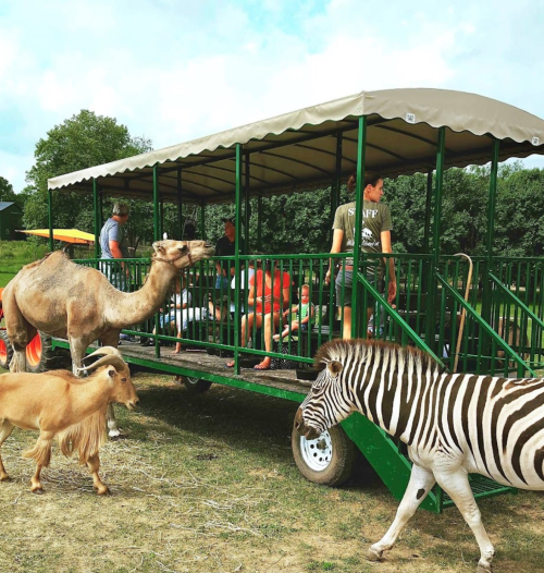 A camel and a zebra approach a tour wagon with people seated inside at a petting zoo.