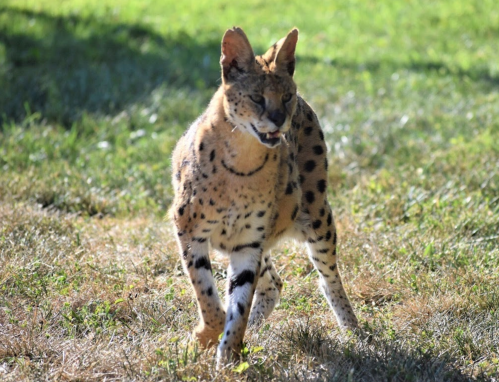 A serval cat walking on grass, showcasing its distinctive spotted coat and long legs.