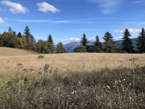 A scenic landscape featuring tall grass, wildflowers, and trees against a backdrop of mountains and a blue sky.