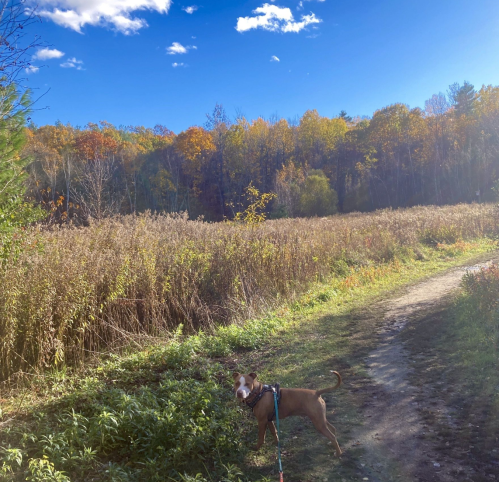 A dog on a leash stands on a path beside a field with tall grass and colorful autumn trees under a blue sky.