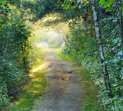 A serene forest path illuminated by soft sunlight, surrounded by lush greenery and trees.