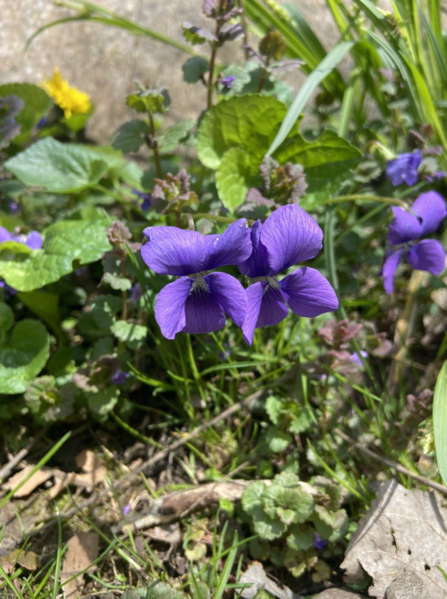 Purple violets bloom among green leaves and grass, creating a vibrant natural scene.