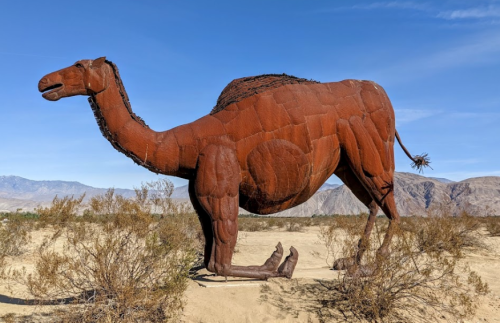 A large, rust-colored metal sculpture of a camel stands in a desert landscape against a clear blue sky.
