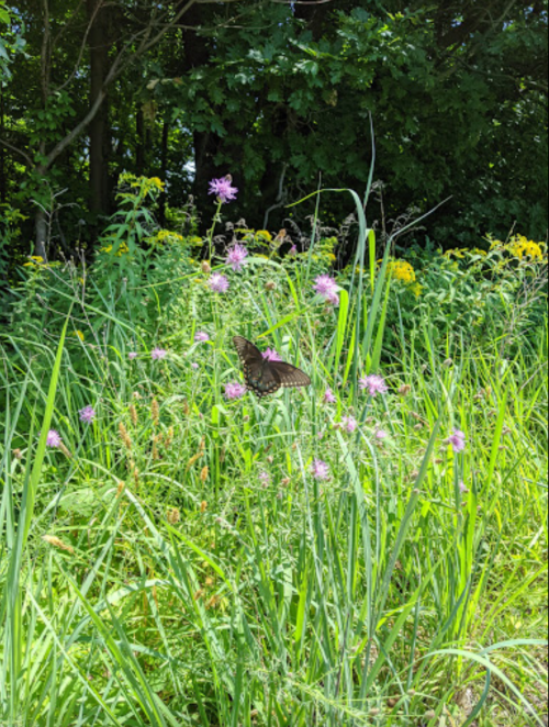 A butterfly rests on purple flowers amidst tall green grass and lush foliage in a sunny outdoor setting.