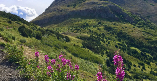 A scenic landscape featuring rolling green hills and vibrant pink flowers in the foreground under a partly cloudy sky.