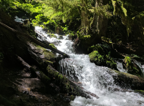 A serene waterfall cascades over moss-covered rocks in a lush, green forest.