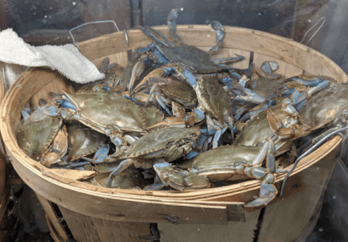 A wooden basket filled with live blue crabs, some partially submerged, with a cloth nearby.