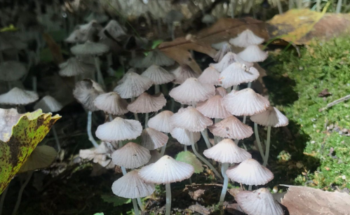 A cluster of small, white mushrooms with umbrella-shaped caps growing among green moss and fallen leaves.