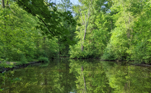A serene pond surrounded by lush green trees, reflecting the vibrant foliage in calm water.