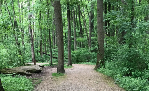 A serene forest path diverges between tall trees, surrounded by lush green foliage.