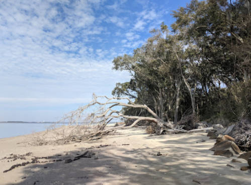A sandy beach with a fallen tree and lush greenery under a blue sky with scattered clouds.