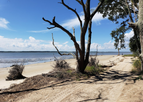 A sandy beach with sparse trees and driftwood, under a bright blue sky with scattered clouds.