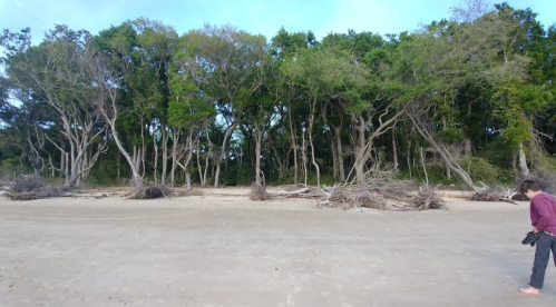 A sandy beach with sparse trees and a person walking along the shore, surrounded by greenery in the background.