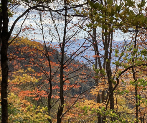 A scenic view of autumn trees with vibrant orange and green leaves, framed by dark tree trunks and distant mountains.