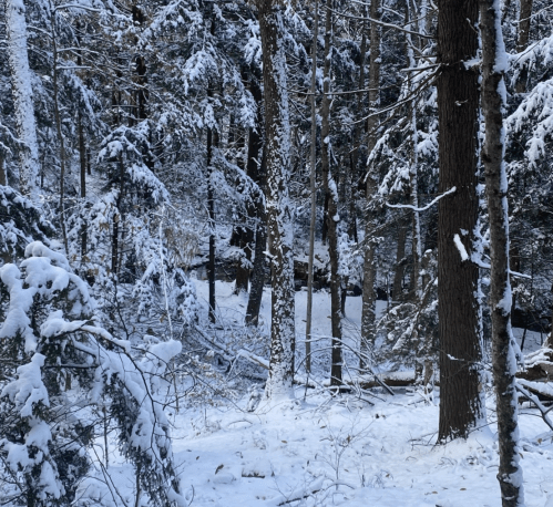 A snowy forest scene with tall trees covered in snow, creating a serene winter landscape.
