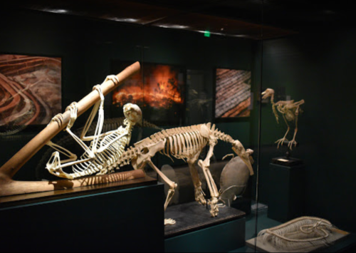 A display of animal skeletons, including a horse and a bird, in a museum setting with dark backgrounds.