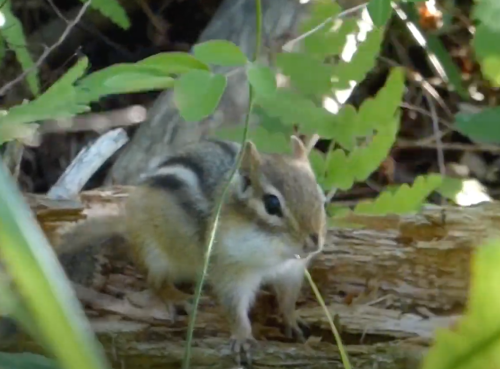 A small chipmunk stands on a log surrounded by green leaves and plants in a natural setting.