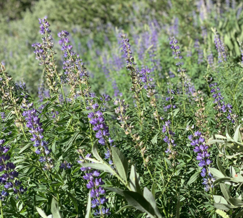 A field of vibrant purple flowers surrounded by green foliage under bright sunlight.