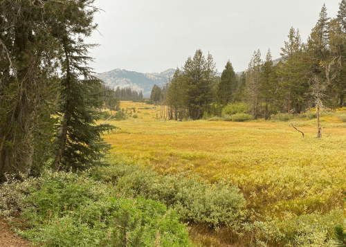 A serene landscape featuring a grassy meadow surrounded by trees and distant mountains under a cloudy sky.