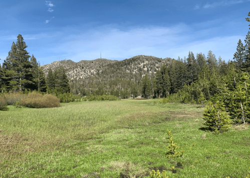 A serene landscape featuring a grassy meadow surrounded by tall trees and mountains under a clear blue sky.